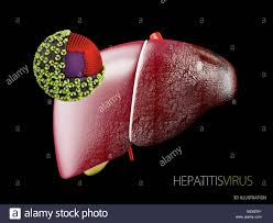 This produces a bolus which can be swallowed down the esophagus and into the stomach. Liver With Hepatitis Virus Structure Of The Hepatitis B Virus 3d Illustration Stock Photo Alamy