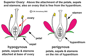 Maybe you would like to learn more about one of these? Flower Terminology Part 2