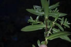 Image result for Ammannia aegyptiaca