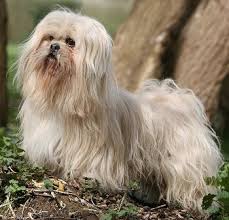 lhasa apso health problems feeding