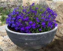 Image result for Lobelia erinus