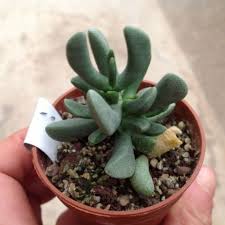 Image result for Hereroa glenensis