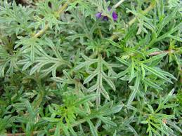 Image result for Verbena aristigera