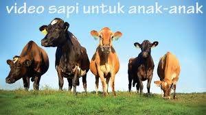 Hewan ternak kucing anjing kambing sapi babi domba via youtube.com. Suara Hewan Sapi Video Sapi Untuk Anak Anak Cow Videos For Kids Youtube