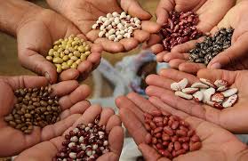 However, i also like to use mason jars, but i trust myself less with them when i go all seed banks freeze their seeds for long term storage, so even though many vegetable crops are sensitive to frosts, their seeds are not. Biodiversity Seed Banks In India