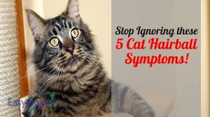 If your cat coughs after exercise, they might have heart disease. Stop Ignoring These 5 Cat Hairball Symptoms Right Now