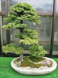 Pin By Mirko Lukic On Bonsai For Beginners Bonsai Tree Indoor Bonsai Tree Bonsai Forest