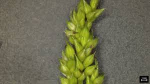 Image result for Echinochloa crus-pavonis