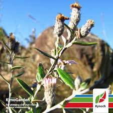 Image result for Athrixia phylicoides