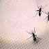 Florida Zika virus cases continue to rise with three more infections ...
