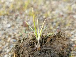 Image result for Isoetes