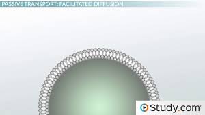 Statement isotonic solution hypotonic solution hypertonic solution causes a cell to swell √ doesn't change the shape of a cell √ causes osmosis √ √ √ √match the term with its correct. Passive Transport In Cells Simple And Facilitated Diffusion Osmosis Video Lesson Transcript Study Com