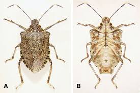 Image result for Heteromorpha stenophylla