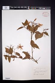 Image result for Jasminum streptopus