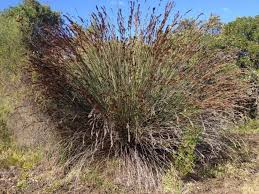 Image result for Restionaceae