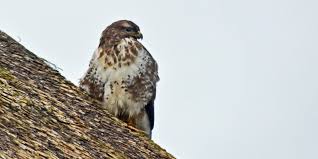 Het maakt het wel eens lastig om de gewone buizerd te. Fwiet Fwiet Recensie Podcast Door Discutafel