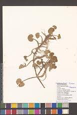 Image result for Zygophlebia villosissima