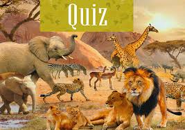 If you still want more fun, then check out the following whisky quiz or this trivia quiz about new york. Quiz How Well Do You Know African Wildlife Face2face Africa