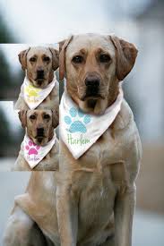 This Item Is Unavailable Dog Bandana Dog Training Dog Behavior