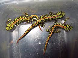 Marbled Newt Google Search Newt Animal Amphibians Reptiles And Amphibians