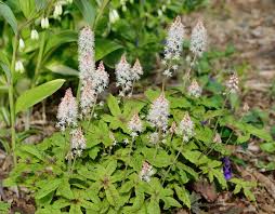 Check spelling or type a new query. 25 Best Shade Perennials Perennial Flowers For Shade