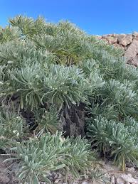 Image result for Suriana