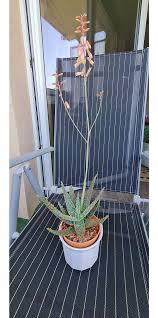 Image result for Aloe zebrina
