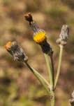 Image result for Sonchus dregeanus