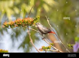 Image result for Combretum paniculatum