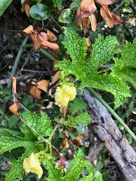 Image result for Peponium