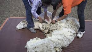 One rug: From shearing to auction