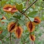 Image result for Combretum hereroense