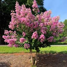 We have 50 years experience recommending the best bonsai for you, whether you're a bonsai beginner or a bonsai master. Lagerstroemia Hopi Crepe Myrtle 8 Pot Hello Hello Plants Garden Supplies