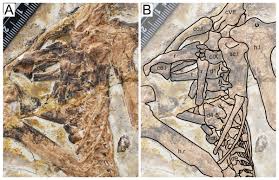 Image result for Sinopteridaceae