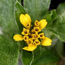 Image result for Synedrella