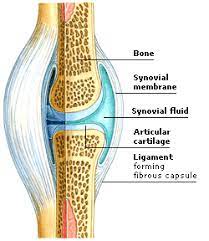 Here S A Good Diagram Of What S In Our Bones Musculoskeletal System Joints Anatomy Human Anatomy And Physiology