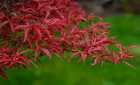 Start date jun 6, 2018; Buy Beni Komachi Japanese Maple The Tree Center