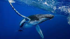 Tout sur la baleine à bosse : caractéristiques, migration, reproduction… |  Milan jeunesse