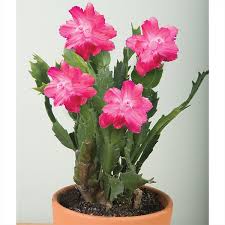 #christmascactus #schlumbergera #xmascactus in this video i explain why your christmas / thanksgiving cactus has not flowered. Schlumbergera Christmas Cactus Red Aspen 2 5 Pot Logee S