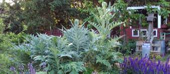Artichoke plants do well here in central california where winters rarely dip below 20 degrees. 1 Gallon Artichoke Plants Are In Stock Alden Lane Nursery