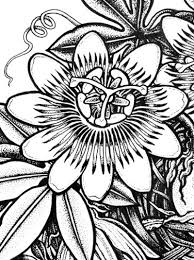 Passionflower Closeup Flower Line Drawings Flower Art Drawing Passion Fruit Flower