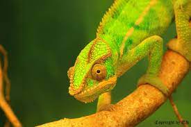 camelion chameleon photography chameleon camelion chameleons