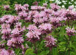 20 Plants For Where The Sun Don T Shine Shade Garden Plants Shade Plants Shade Tolerant Plants