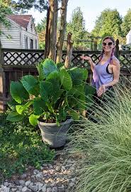 Image result for Ozoroa nitida