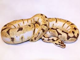 Bumble Bee Ball Python