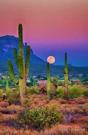 El cactus san pedro crece rápidamente y, con el cuidado adecuado, se adecua bien en la mayoría de los entornos. Nature Photography Beautiful Landscapes Beautiful Nature