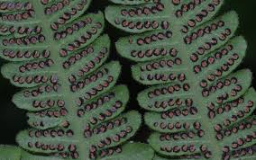 Image result for Christella hispidula