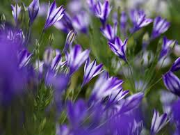 Collected wild bulbs are no go! Flower Bulbs Discover Flower Bulbs
