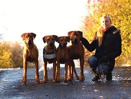 Image result for rhodéský ridgeback