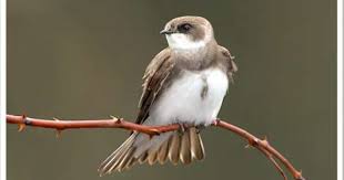 Birds That Make Mud Nests Under Bridges Bank Swallow Bird Life List Backyard Birds Nature Birds